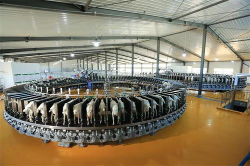 奶源制勝時(shí)代 國(guó)貨之光星飛洋強(qiáng)勢(shì)來襲