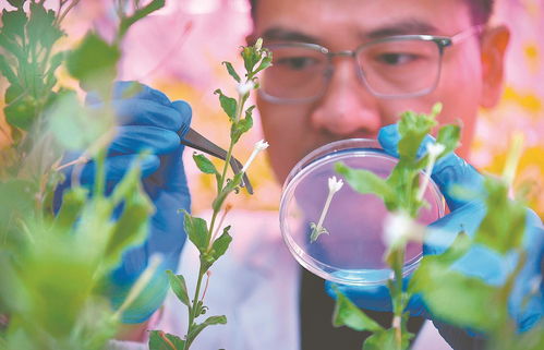 科大硅谷用 新 謀發展